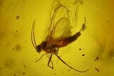 Two Detailed Fossil Flies (Diptera) In Baltic Amber #173641-2
